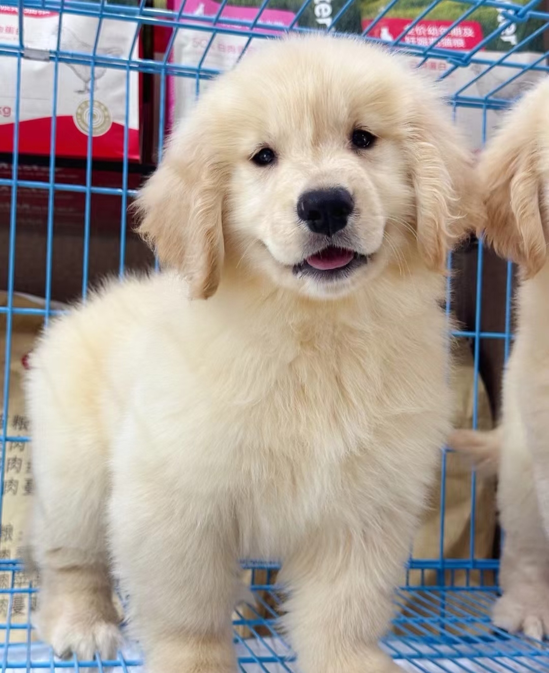 犬界暖男，聪明不咬人